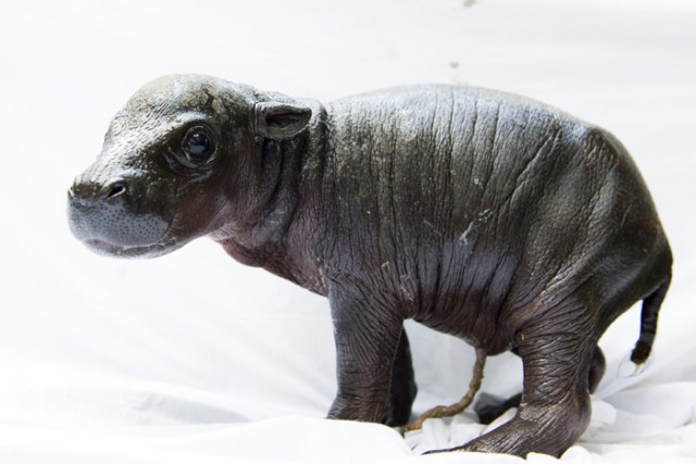 Törpevíziló vizsgálat cikk kiemelő képe