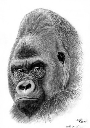 Emberszabású kampány és vetélkedő a SóstóZoo-ban! cikk kiemelő képe