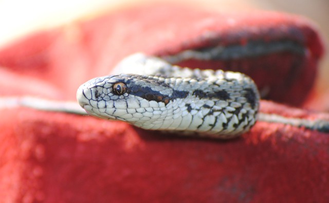 A Rákosi Vipera Napja cikk kiemelő képe