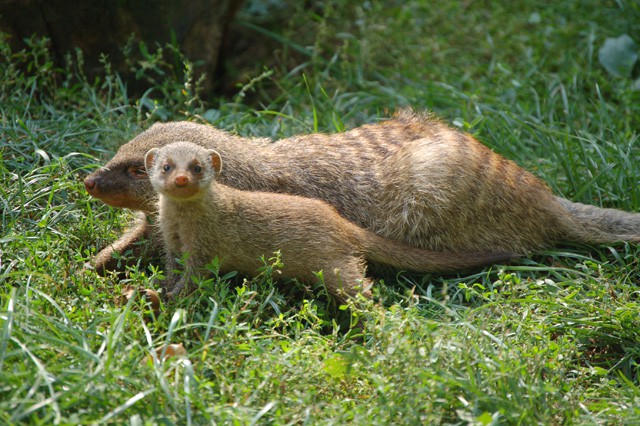 Manguszta kölyök született Állatparkunkban! cikk kiemelő képe