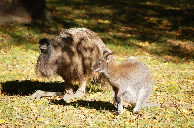 Átköltöztek a kenguruk cikk kiemelő képe