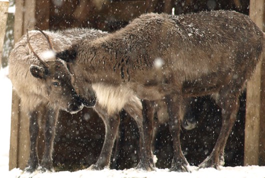 Figyelem! Mikulás vonat indul az Állatparkba december 3-án! cikk kiemelő képe