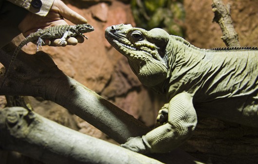 Orrszarvú leguánok keltek ki Állatparkunkban. cikk kiemelő képe