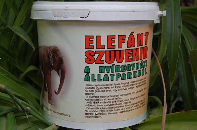 Elefánt szuvenír a Nyíregyházi Állatparkból! cikk kiemelő képe