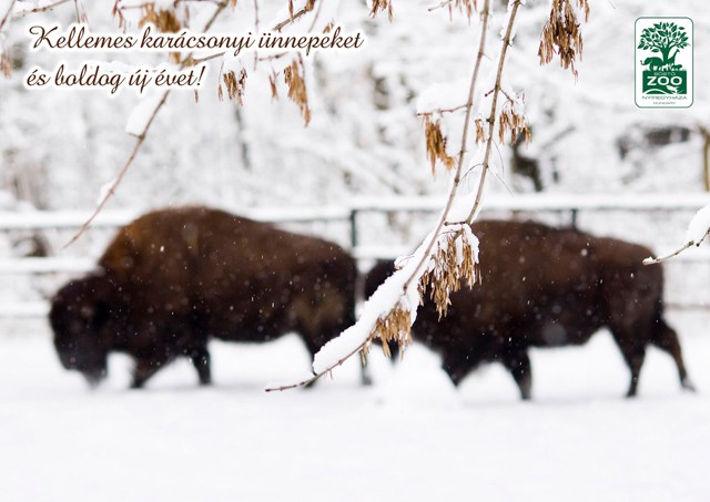 Kellemes Karácsonyi Ünnepeket és Boldog Új Évet! cikk kiemelő képe