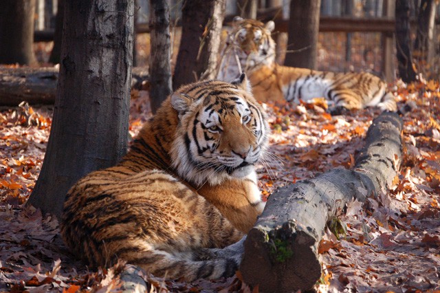 Szibériai tigris érkezett! cikk kiemelő képe