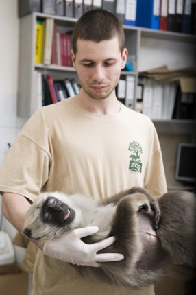 Sürgős életmentő műtétet kellet végrehajtani a hulmánon cikk kiemelő képe