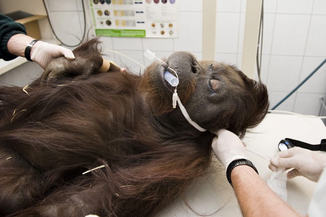 Orángután vizsgálat cikk kiemelő képe