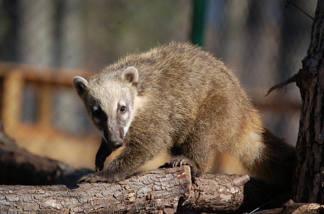 Új fajjal gazdagodott a Dél-Amerika régiót bemutató gyűjteményünk! cikk kiemelő képe