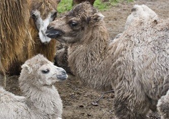 Hófehér tevecsikók születtek Állatparkunkban! cikk kiemelő képe