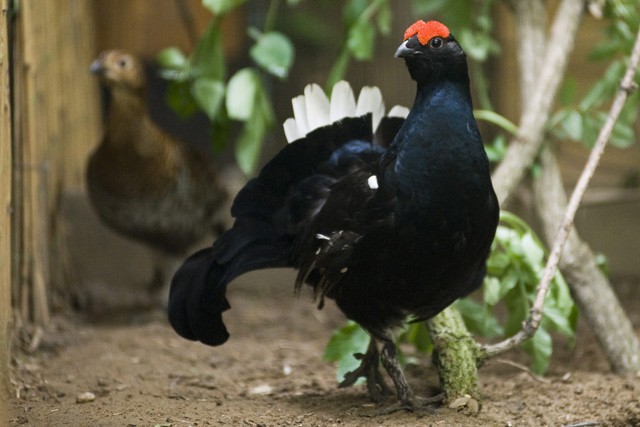 Nyírfajdot a Nyírségbe! cikk kiemelő képe