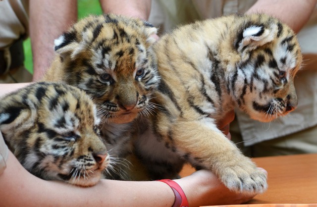 Bemutatkoztak az ország leghíresebb tigris párjának csemetéi! cikk kiemelő képe