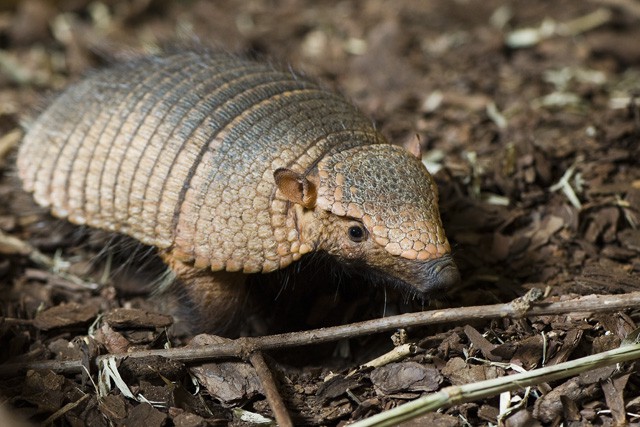 Nagy szőrös-tatu érkezett Állatparkunkba! cikk kiemelő képe