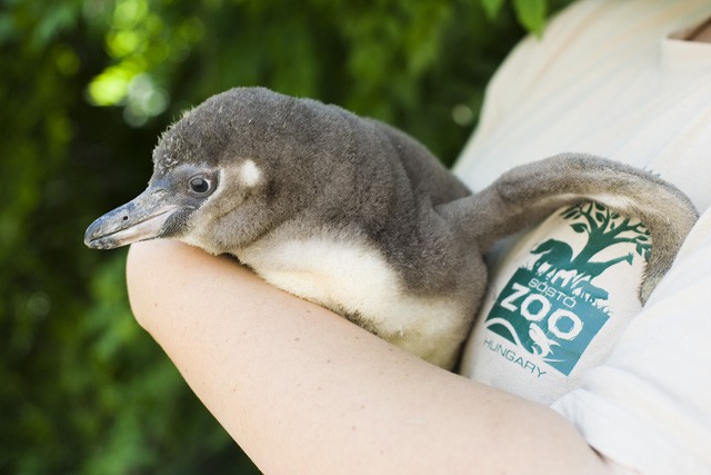 Pingvinfiókák keltek ki Állatparkunkban! cikk kiemelő képe