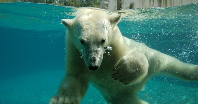 Kánikula! cikk kiemelő képe