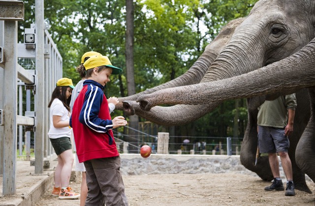 Zoo-suli 2012 cikk kiemelő képe