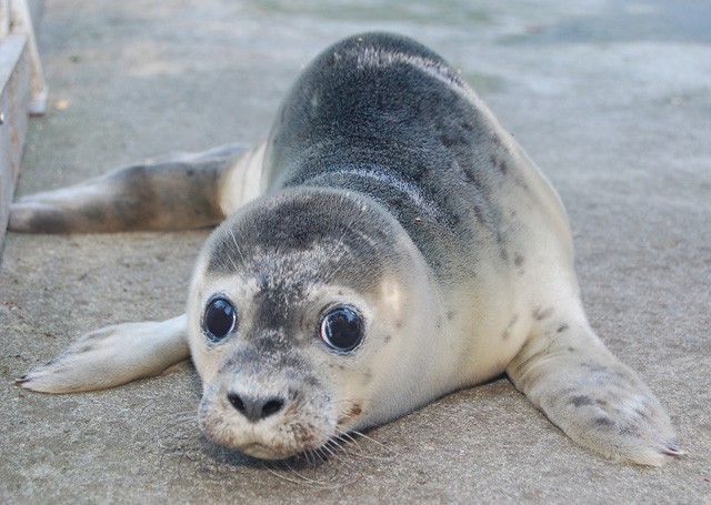Újabb borjúfóka született Állatparkunkban! cikk kiemelő képe