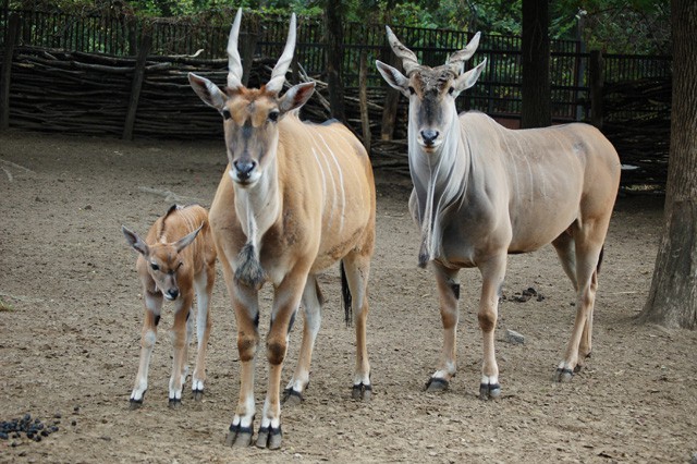 Már a nagyközönség is láthatja az Állatpark legifjabb lakóját! cikk kiemelő képe