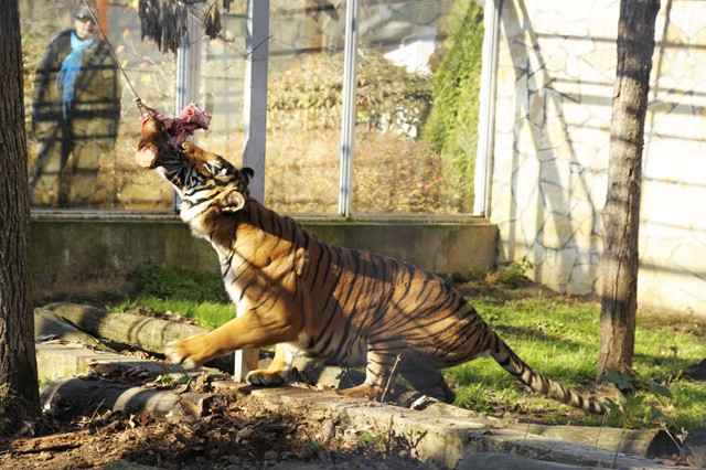 Zoológiai szenzáció Állatparkunkban! Maláj tigris a SóstóZoo-ban! cikk kiemelő képe