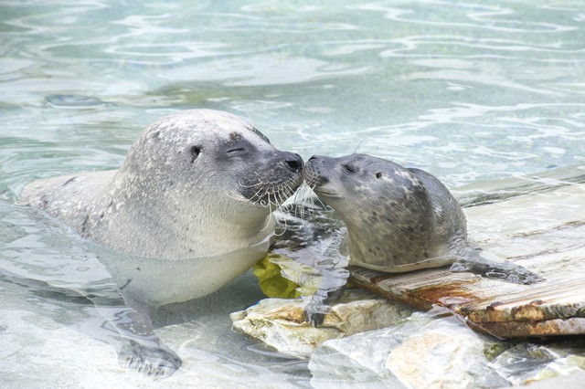 Szavazz, ki legyen az év állata a Nyíregyházi Állatparkban! cikk kiemelő képe