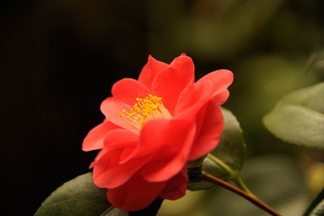 Virágot bontott a világ legdrágább virága! cikk kiemelő képe