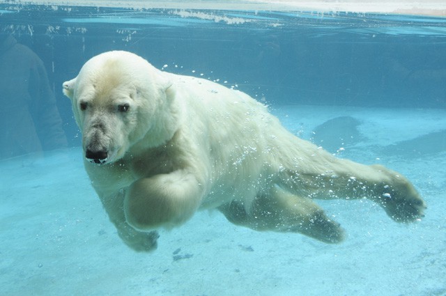 Birtokba vette kifutóját Zora, a másfél hete érkezett jegesmedvelány! cikk kiemelő képe