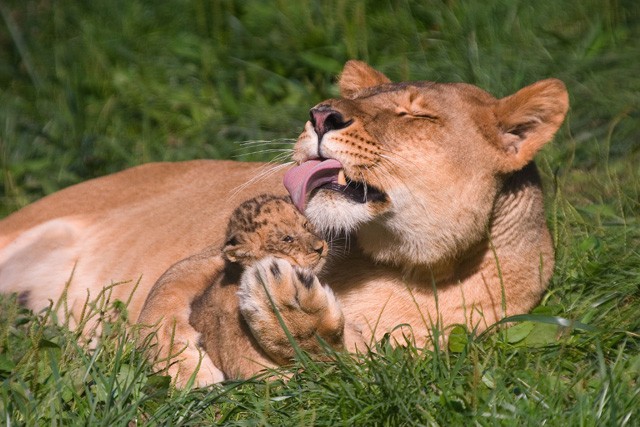 Anyák napi fotópályázat! cikk kiemelő képe