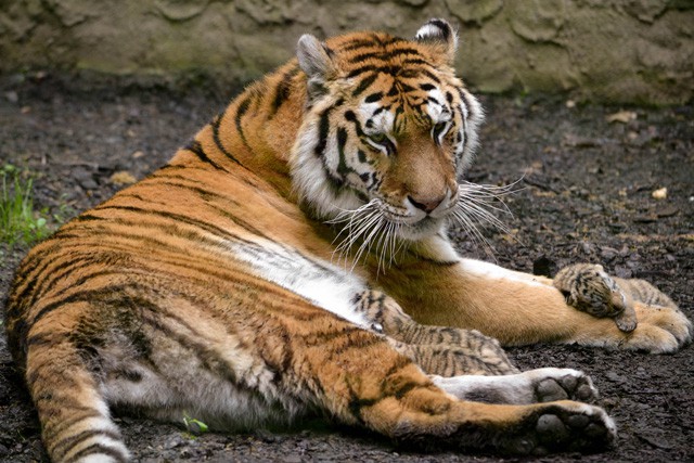 Nyilvános tigris nevelés Állatparkunkban cikk kiemelő képe