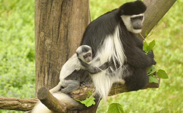Szürkül a majom :) cikk kiemelő képe
