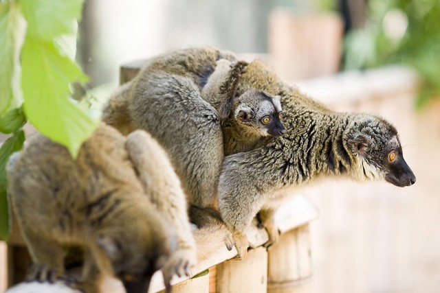 Különleges szaporulat a Nyíregyházi Állatparkban! cikk kiemelő képe