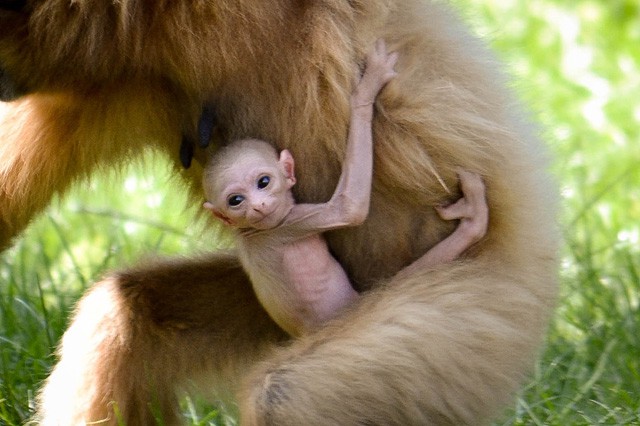 Fehérkezű gibbon született  Állatparkunkban! cikk kiemelő képe