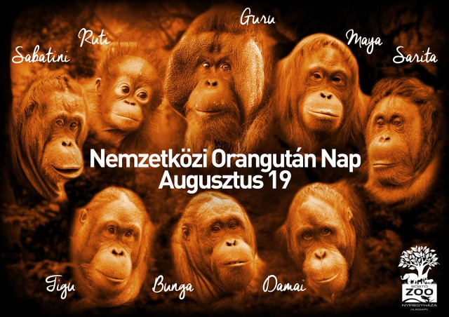 Augusztus 19--- Ma van az Orangutánok Világnapja!   cikk kiemelő képe