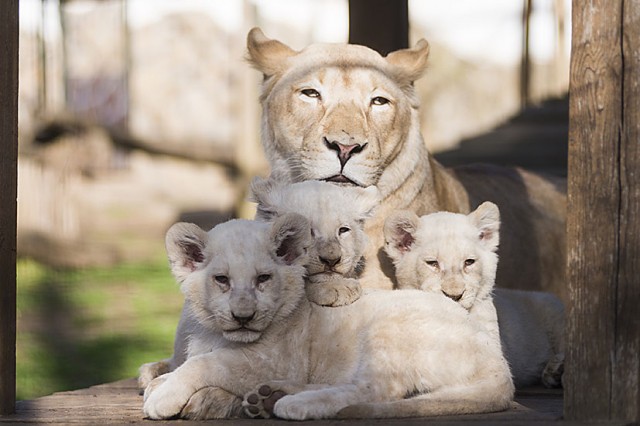 Bőséges volt a szaporulat 2017-ben! cikk kiemelő képe