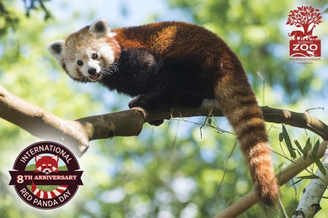 Ma van a Nemzetközi Kis Panda Nap  cikk kiemelő képe