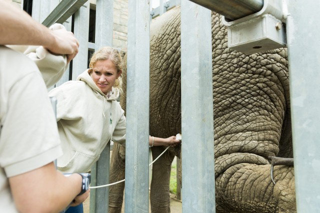 Ultrahangos vizsgálatnak vetettük alá parkunk afrikai elefántját! cikk kiemelő képe