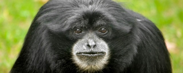 Nyíregyházán él Európa legidősebb sziamangja!   cikk kiemelő képe