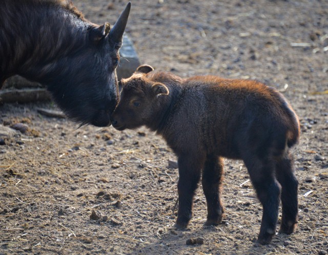 Mishmi takin borjú született ismét Állatparkunkban cikk kiemelő képe
