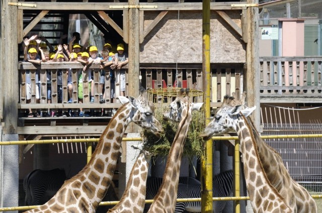 Idén is lesz ZooSuli! cikk kiemelő képe