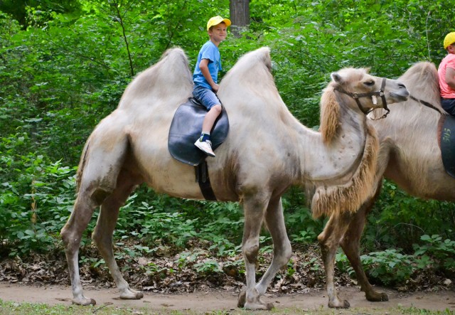 Elkezdődött a Nyíregyházi Állatpark nyári tábora, a Zoo suli.   cikk kiemelő képe
