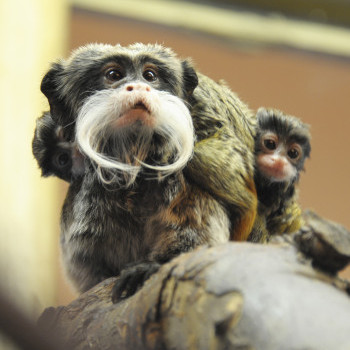 Császárbajszú tamarin