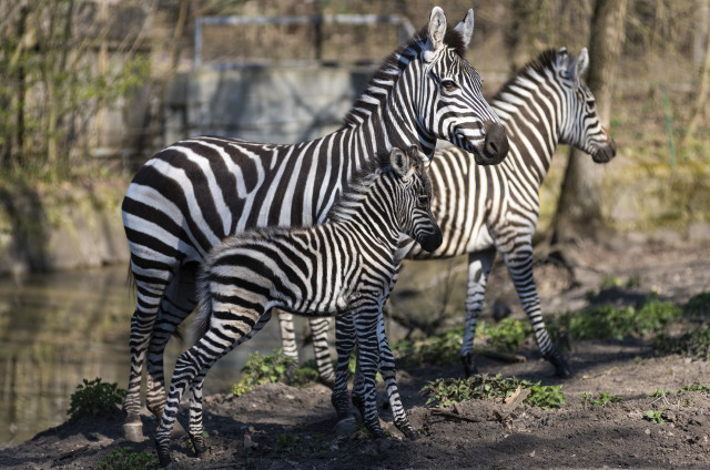 Zebra csikó látott napvilágot Állatparkunk Afrika kifutójában cikk kiemelő képe