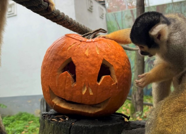 Tök jó meglepetés cikk kiemelő képe