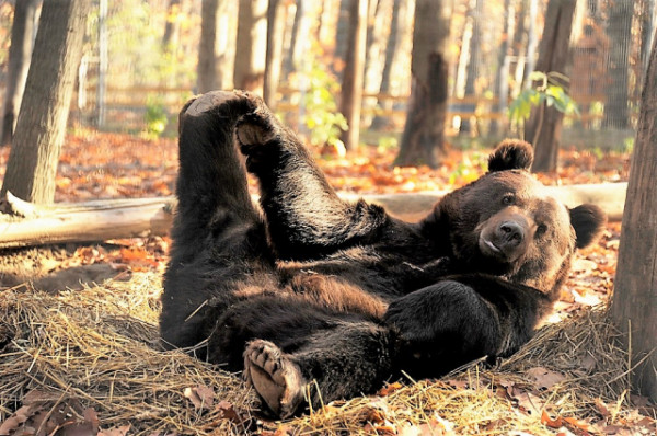 Medve Nap az Állatparkban cikk kiemelő képe