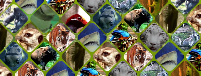 A Nyíregyházi Állatpark ZOOTv-je, otthonaikba varázsolja a természetet cikk kiemelő képe